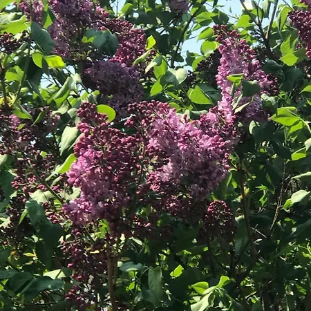 Il Lauro San Costanzo