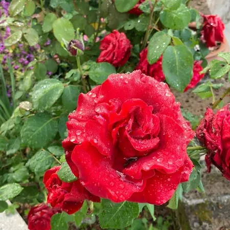 Bed and breakfast Il Lauro