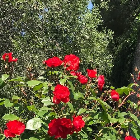 Il Lauro 3* San Costanzo